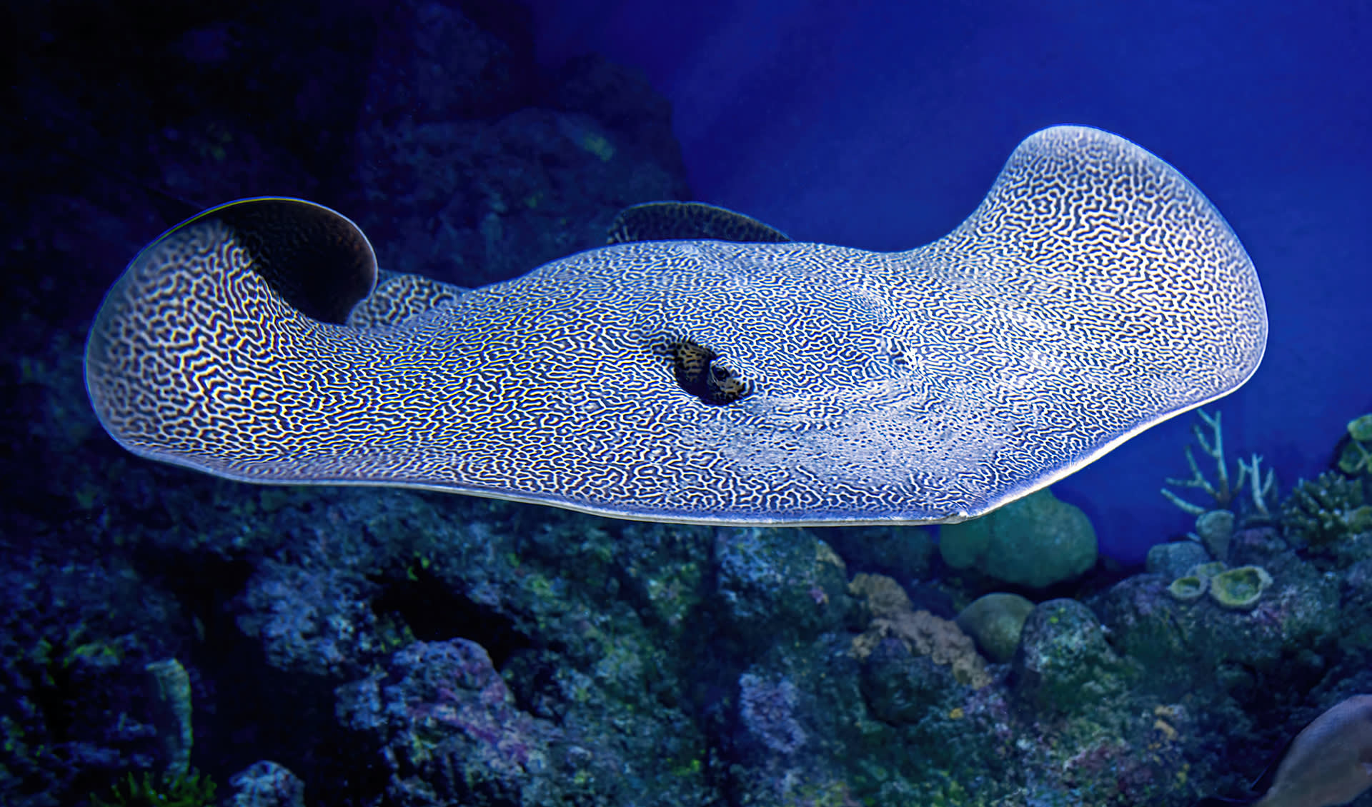 Myliobatiformes Stingrays & allies facts, distribution & population